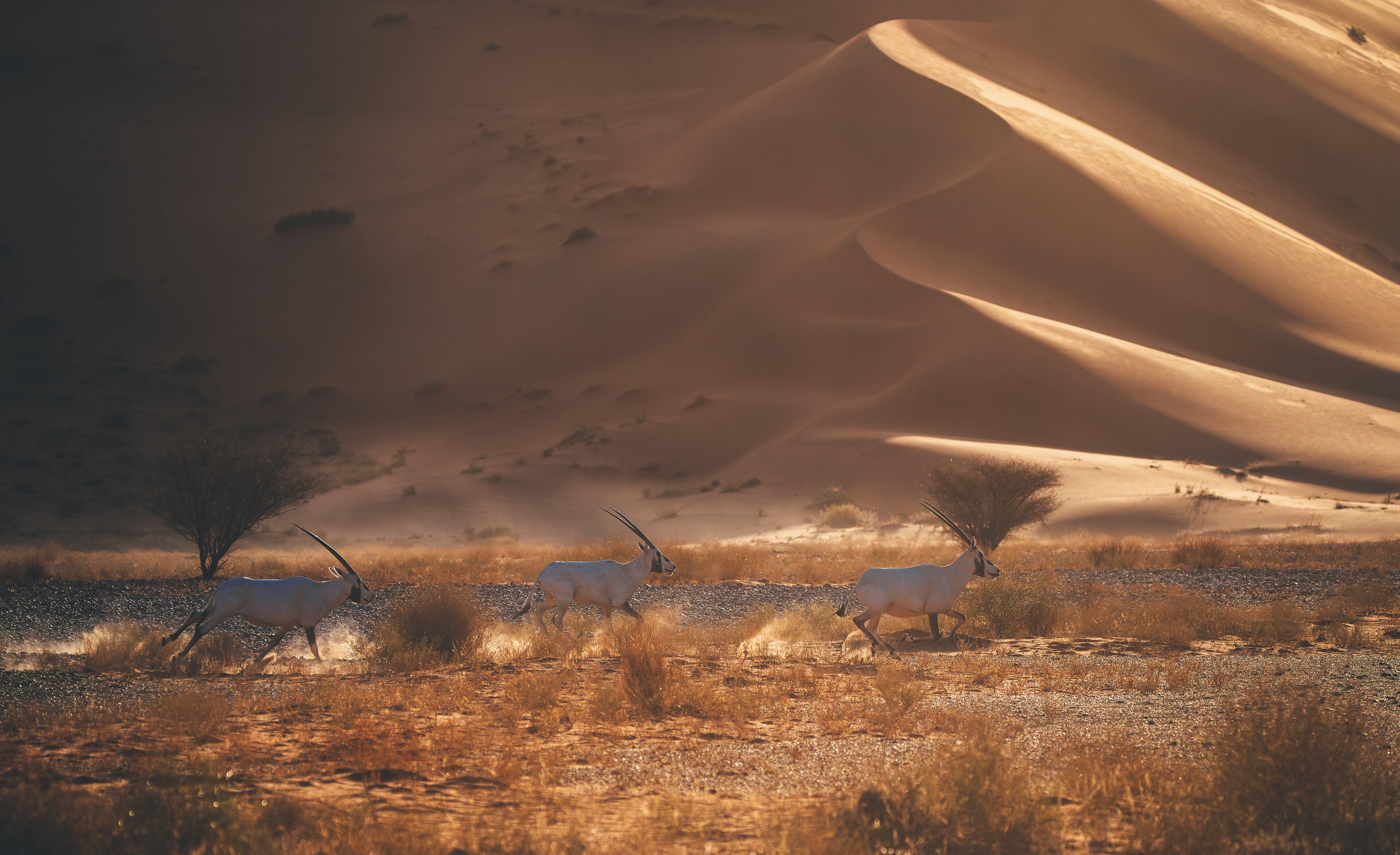 Saudi Arabia: destination picture for VisitSaudiArabia.co.uk